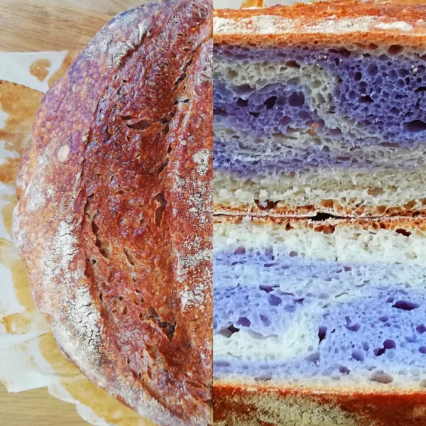 Pois bleu pur – Image 13