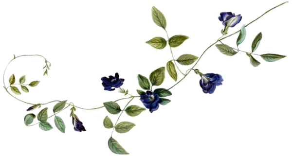 Pois bleu pur – Image 21