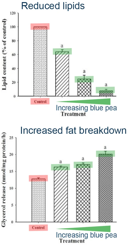 lipogenesis-lipolysis