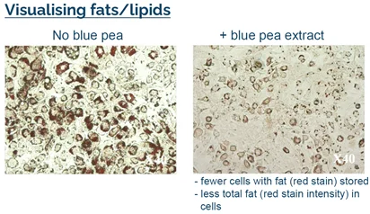 fat-droplet-stain