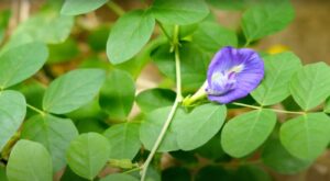 Qu’est-ce que le pois bleu ?
