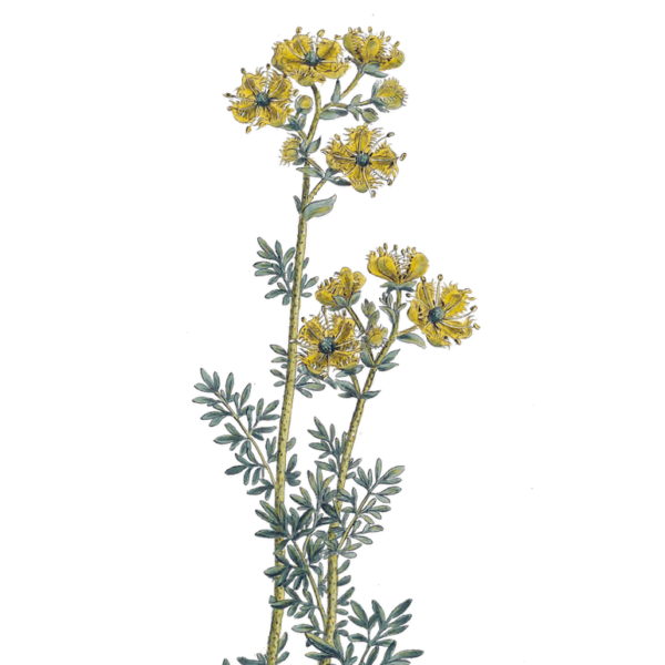 Pomme-passion bleu – Image 8