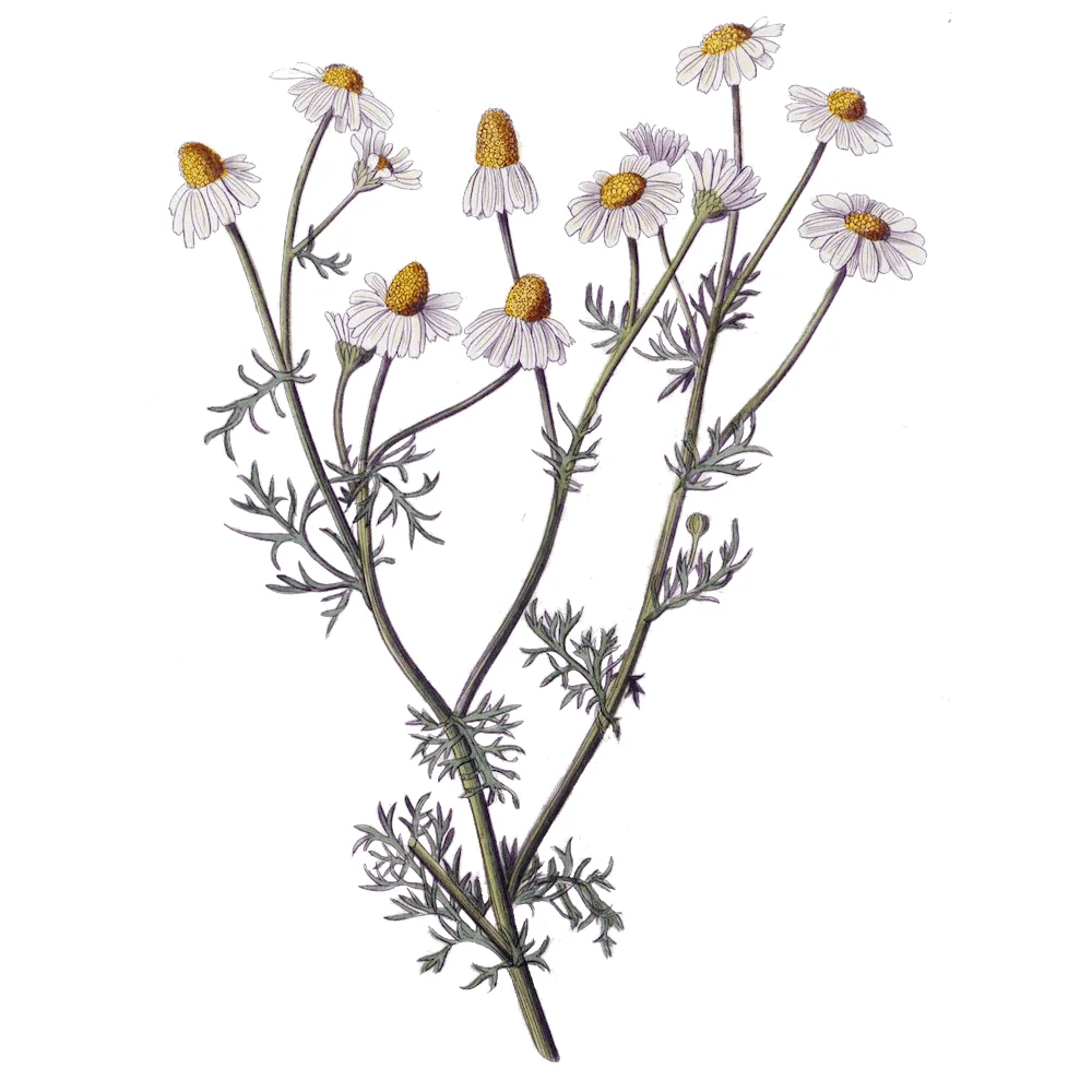 Chamomile blue tea - Image 11