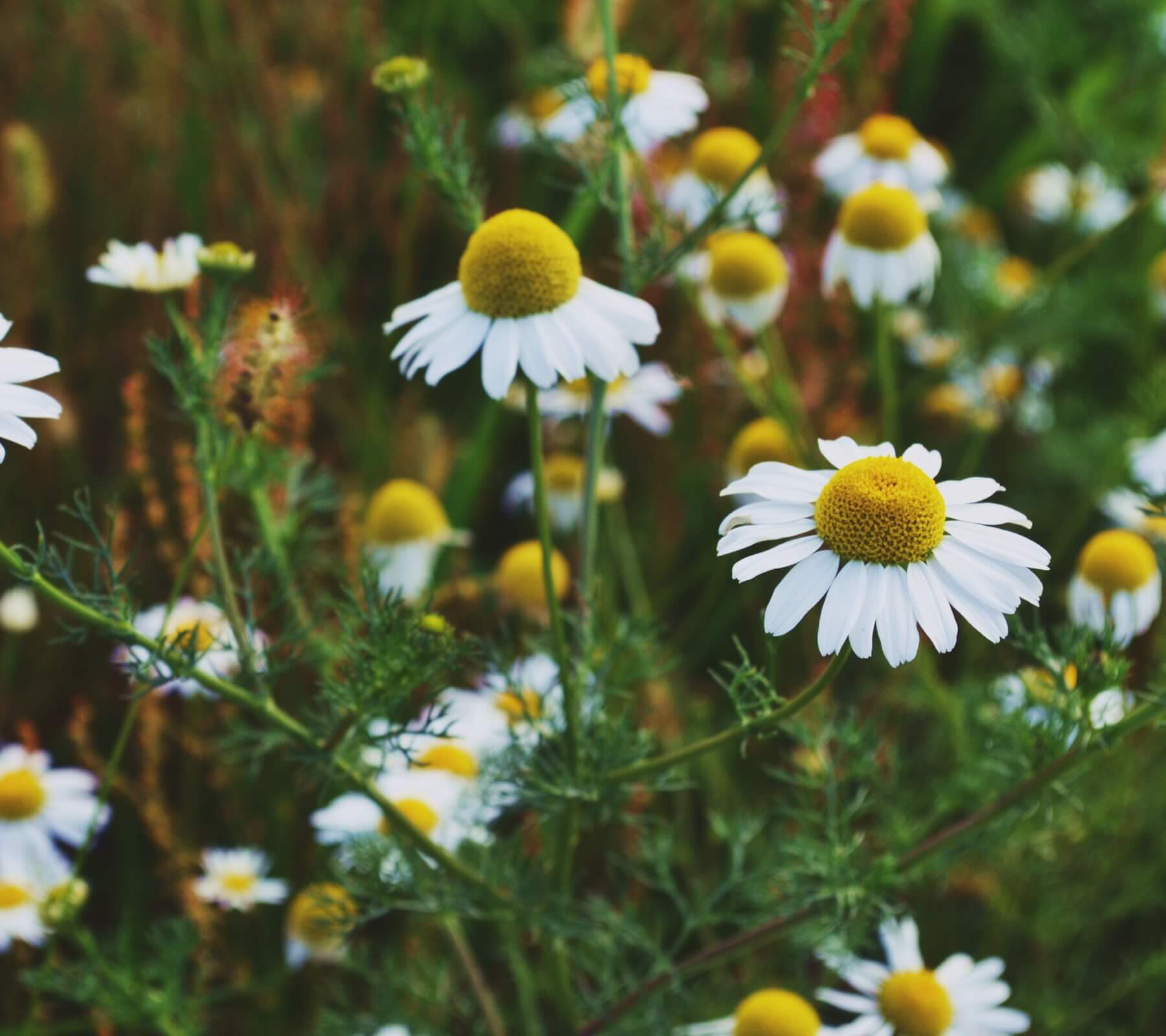 Chamomile flowers_crop (1)