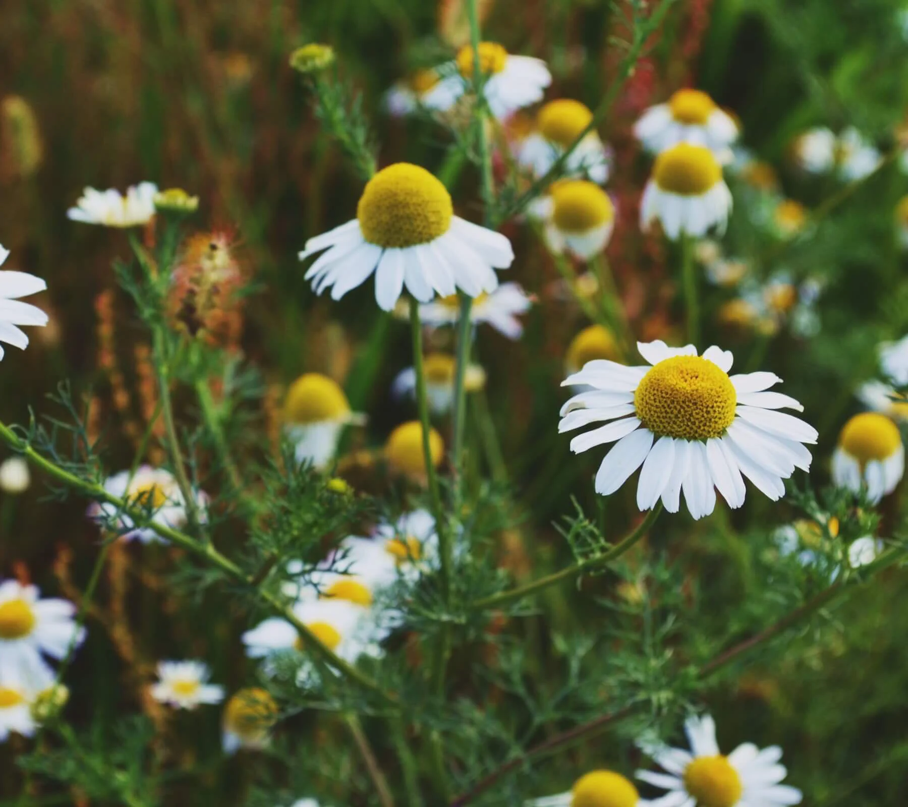 Chamomile flowers_crop (1) Chamomile flowers_crop (1)
